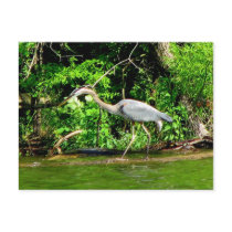 Crane at the Lake postcards