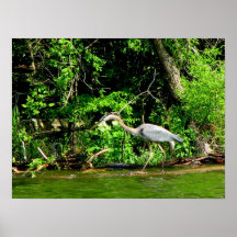 Crane at the Lake Posters
