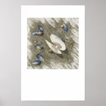 Crane Beach Laughing Clamshell Poster