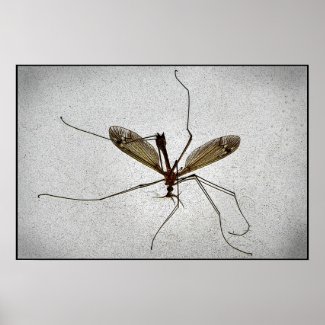 Crane Fly Posters