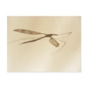 Crane Fly Shadow ~ postcard by Andy2302 Crane Fly Shadow ~ postcard