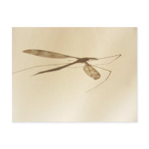 Crane Fly Shadow ~ postcard