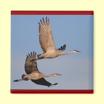 Cranes magnets