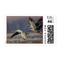 Cranes Postage Stamp