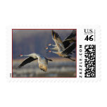 Cranes Postage Stamp