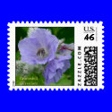Cranesbill Geranium (Geranium erianthum) postage