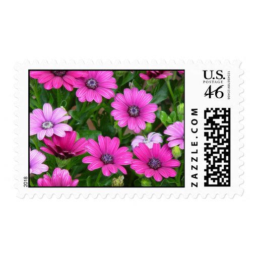Cranesbill Geranium (Pink Flowers) Postage