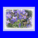 Cranesbills postcard