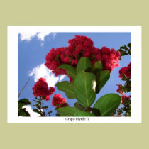Crape-Myrtle II posters