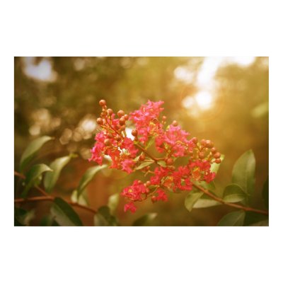 Crape Myrtle Poster by katenet