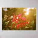 Crape Myrtle posters