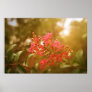 Crape Myrtle Poster