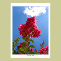 Crape-Myrtle posters