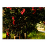 Crape Myrtle Tree Flowers Postcards