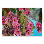Crassula Flowers Greeting Cards