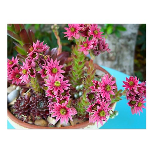 Crassula Flowers Postcard