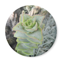 Crassula perforata refrigerator magnets