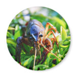 Crawfish Crawdads Crayfish Magnets