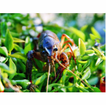 Crawfish Crawdads Crayfish photo sculptures by lifesphere Crawfish Crawdads Crayfish photo sculptures