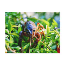 Crawfish Crawdads Crayfish Post Card