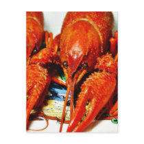 Crawfish Crawdads Craytfish Postcard