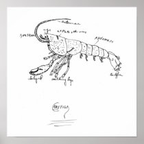 crayfish anatomy class 1925 posters