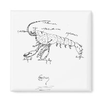 crayfish anatomy fridge magnet