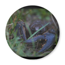 Crayfish Magnet