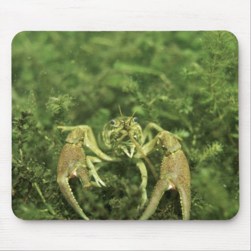 Crayfish Mouse Pads