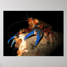 Crayfish poster