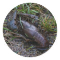 Crayfish Sticker by AldenRogers Crayfish Sticker