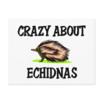 Crazy About Echidnas postcards by AnimalShirts Crazy About Echidnas postcards