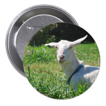 Crazy Amish Goat Button