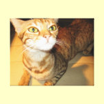 Crazy Bengal Cat Wrapped Canvas canvas prints