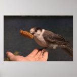 Crazy Bird, Mowich Lake, Rainier Poster
