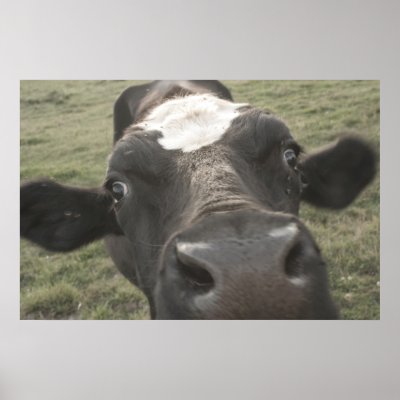 Crazy Cow Posters by LookingLens