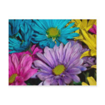 Crazy Dasies postcards