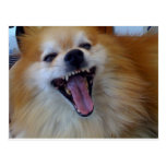 Crazy dog postcards