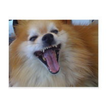 Crazy dog postcards by puppydogs Crazy dog postcards