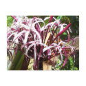 Crazy Flower Postcard by sunsett76 Crazy Flower Postcard