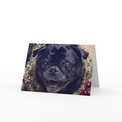 Crazy Pug