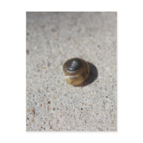 Crazy Snail Postcards