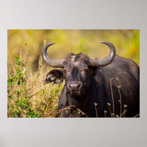 Crazy Water Buffalo print