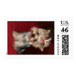 CRAZYABOUTYORKIES postage