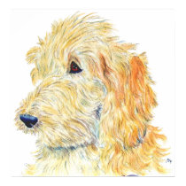 Cream Labradoodle #2 Print