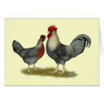 Cream Legbar Chickens Card