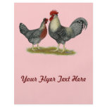 Cream Legbar Chickens flyers