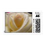 Cream Perfection Rose