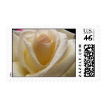 Cream Perfection Rose Postage Stamp