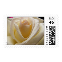 Cream Perfection Rose Postage Stamp